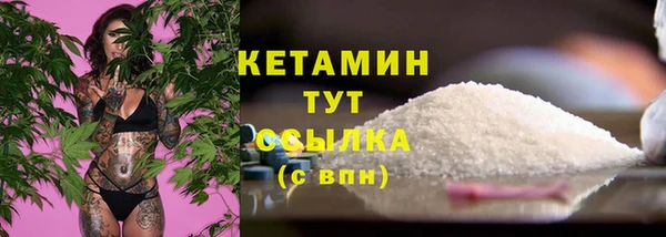 сатива Новозыбков