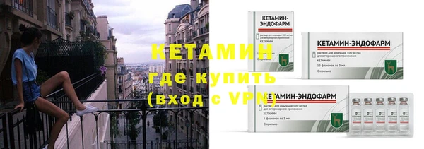 сатива Новозыбков