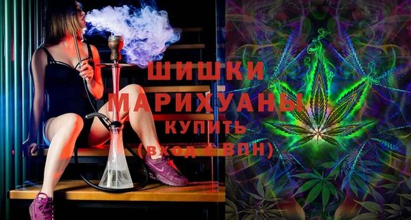 сатива Новозыбков