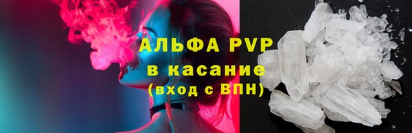 сатива Новозыбков