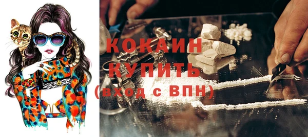 сатива Новозыбков