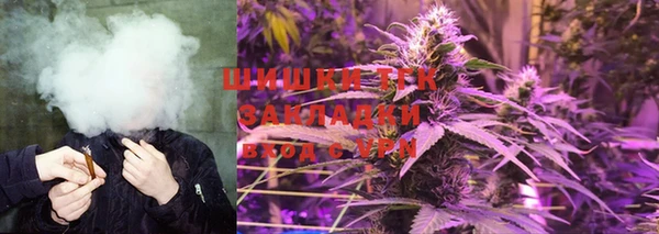 сатива Новозыбков